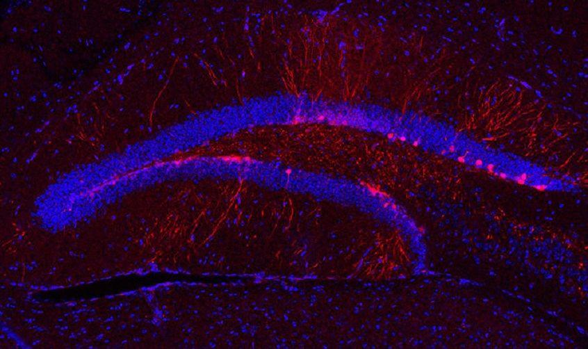 Estudio argentino reveló cómo un neurotransmisor potencia las conexiones neuronales