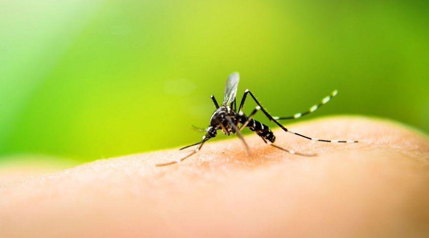 Piden extremar medidas de prevención ante una nueva temporada de dengue