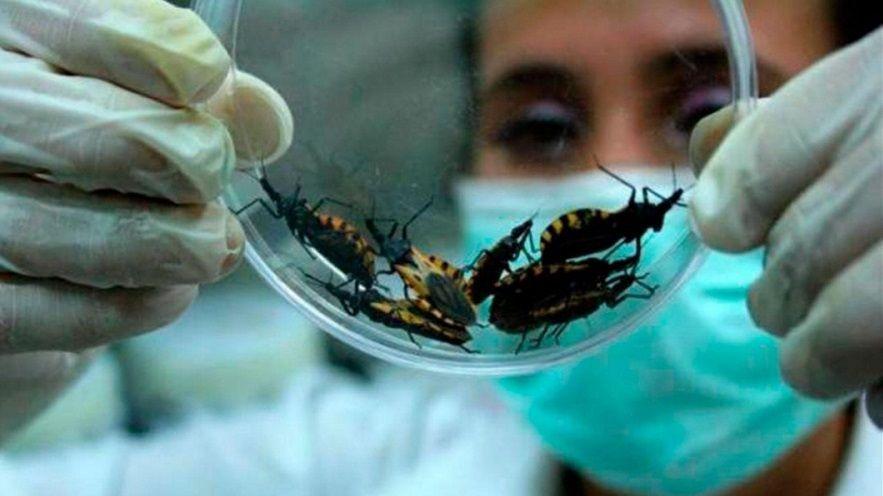 Chagas-Mazza: Detección temprana para curar una enfermedad silenciosa