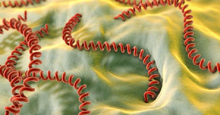 Primeros pasos hacia una nueva técnica molecular de diagnóstico de la leptospirosis