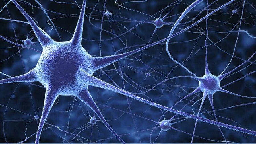 Algunas enfermedades neurodegenerativas alteran la capacidad del cerebro adulto de generar neuronas nuevas