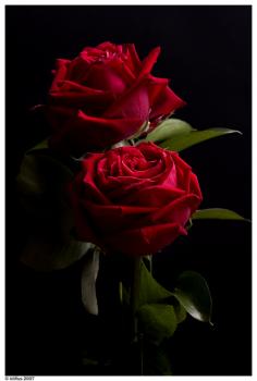 Poesias 1
