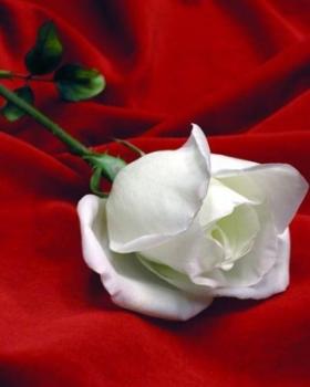 Poesia 2