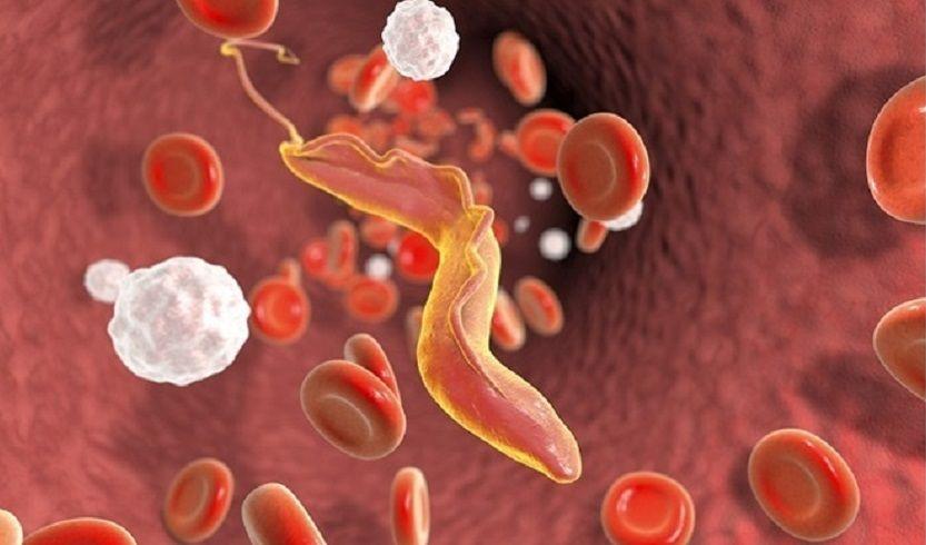 Medicamento para la presión arterial podría tener utilidad en la enfermedad de Chagas