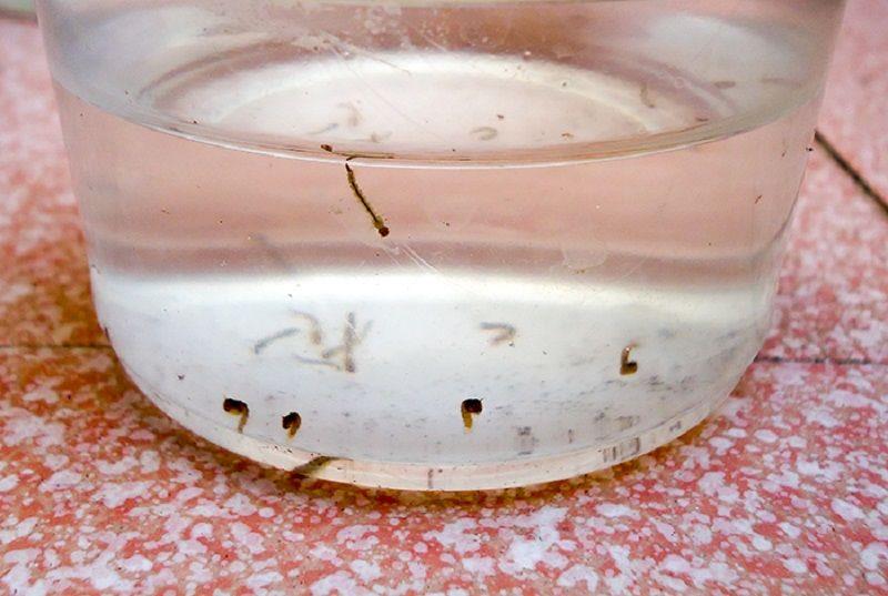 Determinan el efecto del alimento natural en el desarrollo de las larvas del mosquito transmisor del dengue
