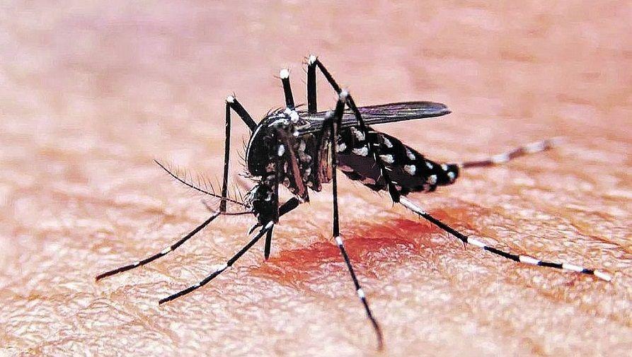 Con casi cuatro mil casos de dengue durante el año, prevén un aumento en 2022