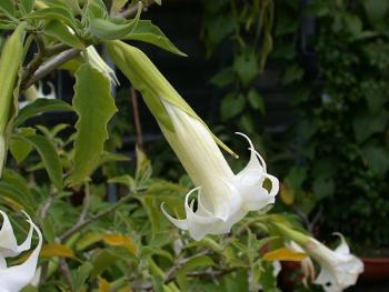 Escopolamina, la droga que borra la memoria