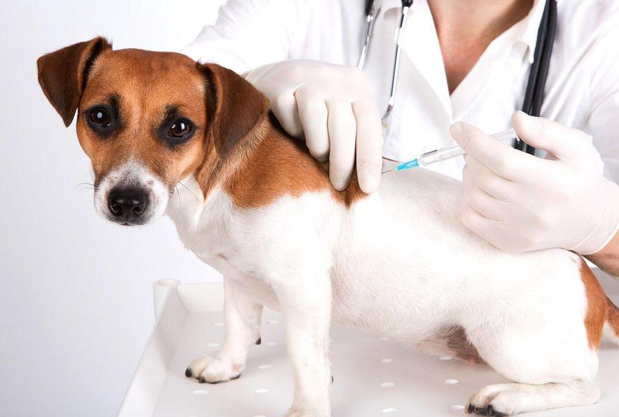 San Isidro: dónde vacunar mascotas en forma gratuita