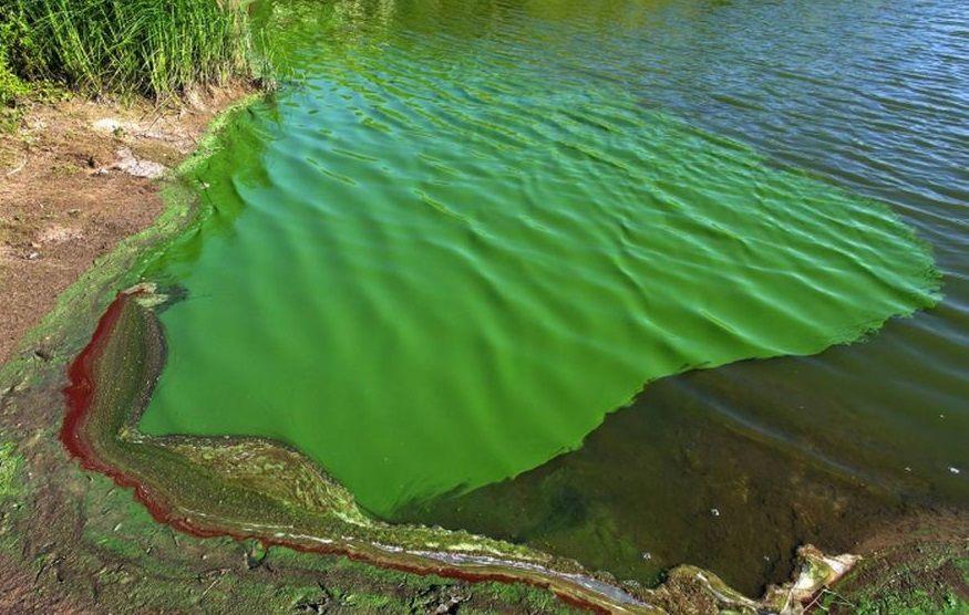 Alerta por cianobacterias en aguas recreativas de Buenos Aires, Santa Fe, Entre Ríos y Córdoba