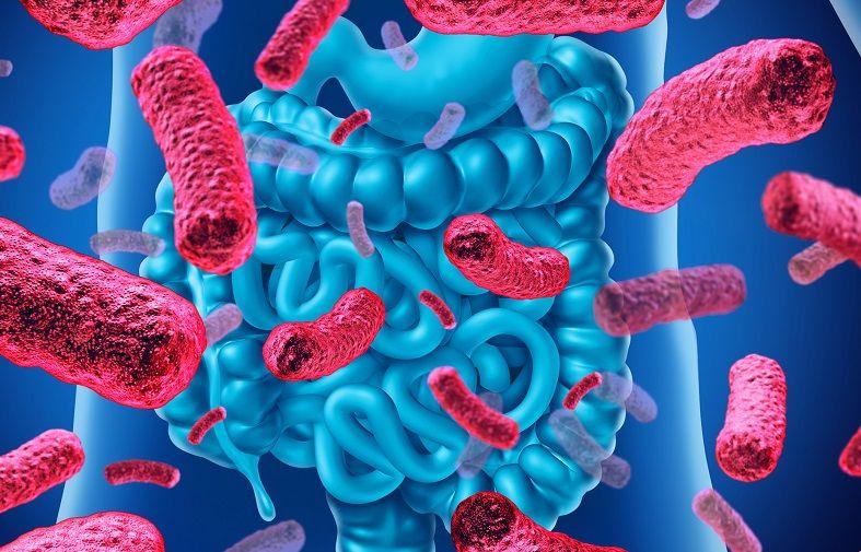 ¿Qué es y cuál es la función de la microbiota?