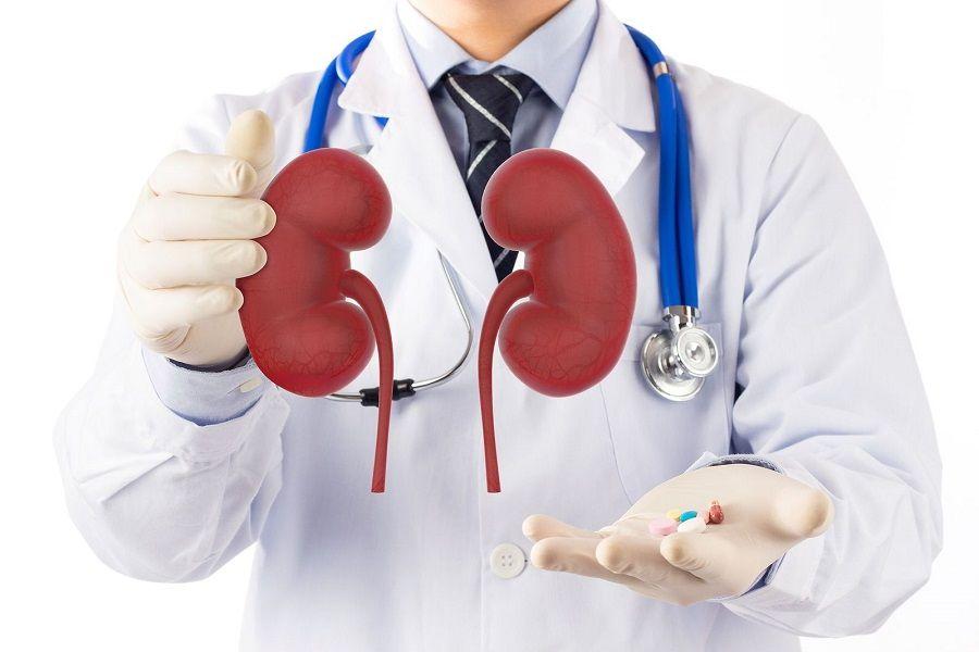 La SAN invita a conocer más sobre los riñones y su importancia para mejorar la salud renal