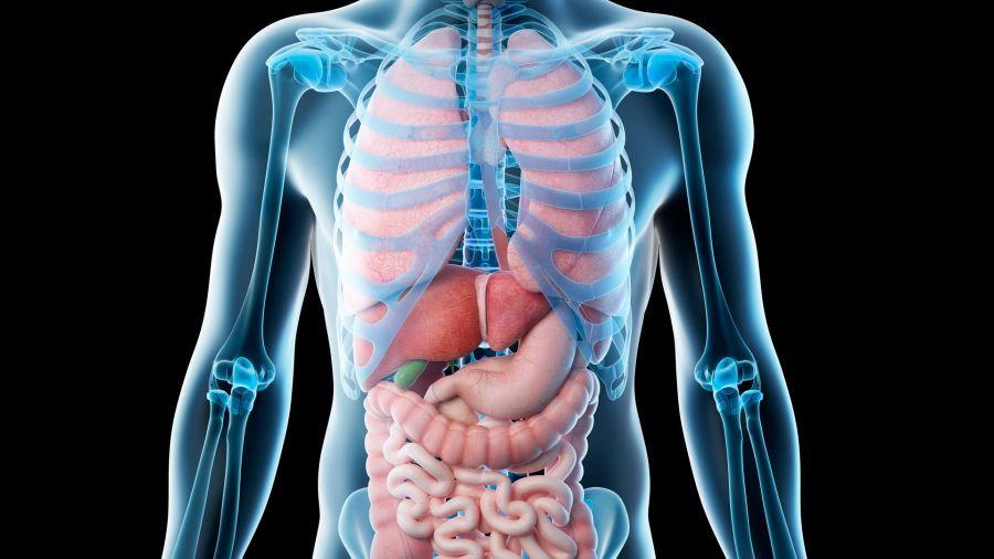 Según un estudio cada órgano humano tiene su propio ritmo de envejecimiento