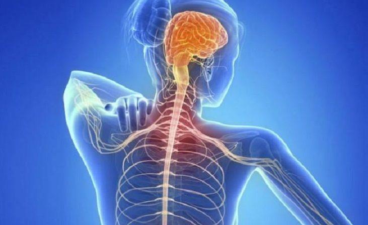 Esclerosis múltiple: ¿se puede proteger el cerebro interviniendo fuera del sistema nervioso?