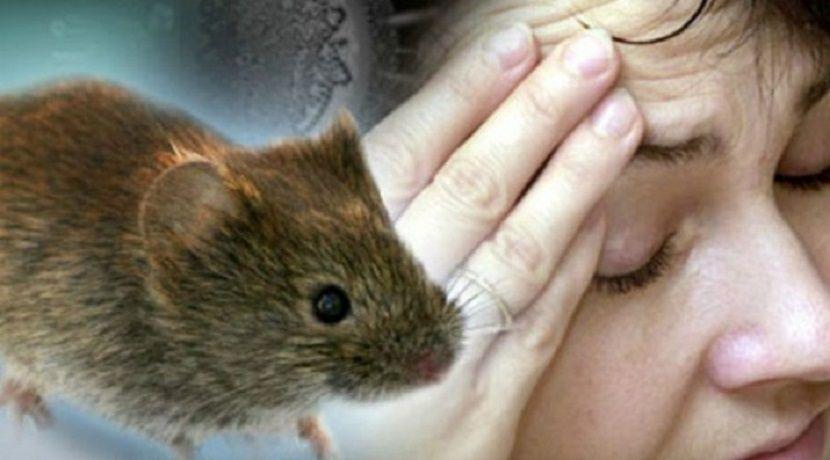 Alertaron por el crecimiento de casos de Fiebre Hemorrágica Argentina