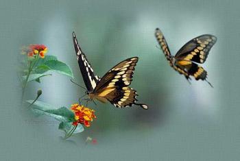 Trabajo:  ¿que es el amor?