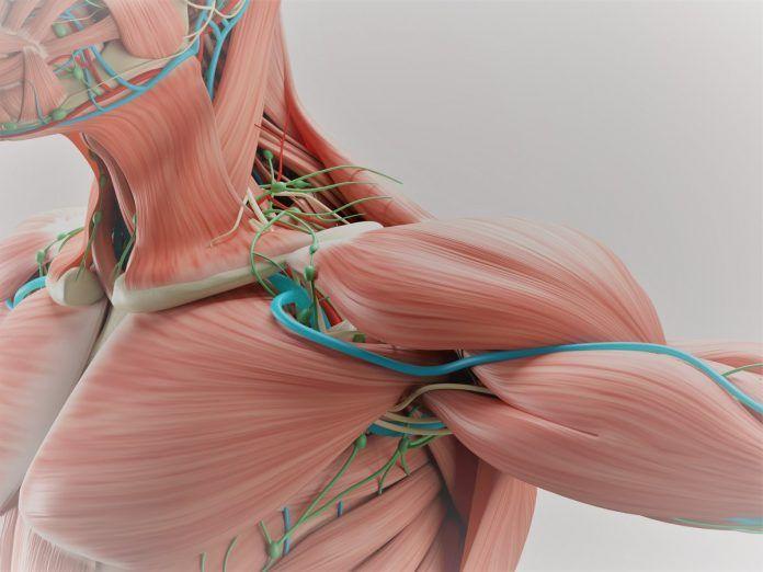Distrofia muscular facioescapulohumeral: la importancia de un diagnóstico temprano