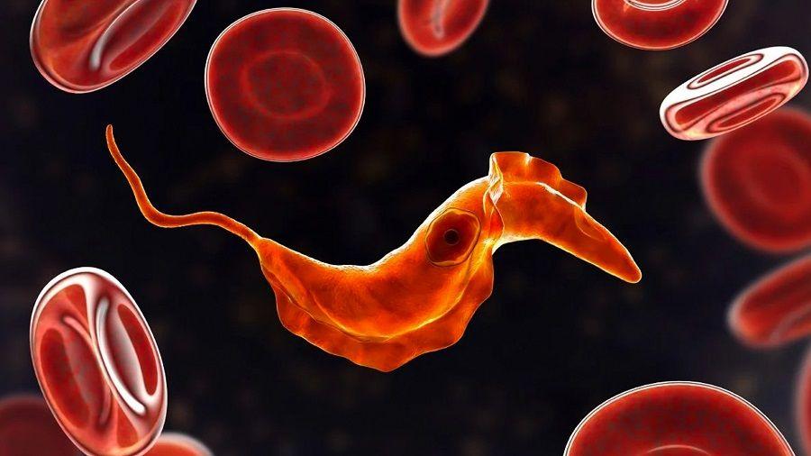 Claves sobre la enfermedad de Chagas: un problema de salud pública en Argentina