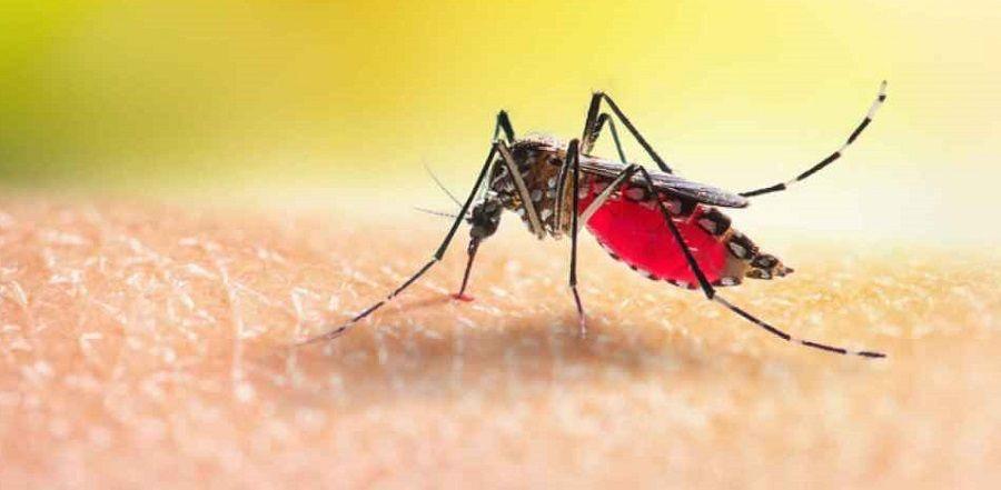 El motivo por el que los mosquitos se sienten más atraídos por ciertas personas