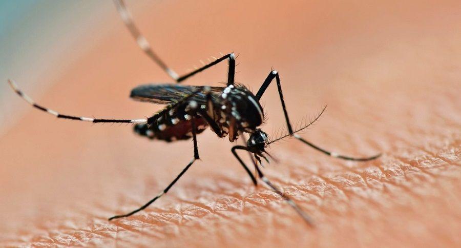 Ante la amenaza de un nuevo brote de dengue... ¿qué sabemos del aedes aegypti?