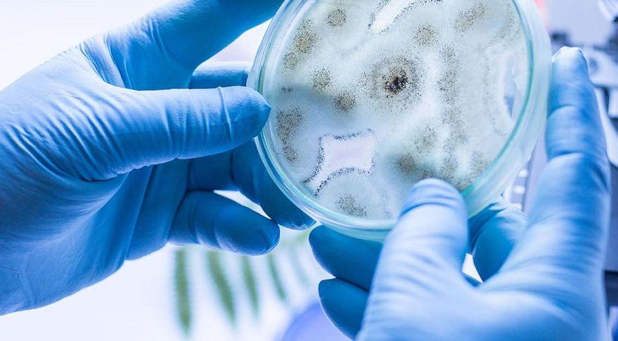 Salud informó las acciones realizadas ante los casos de Cándida auris