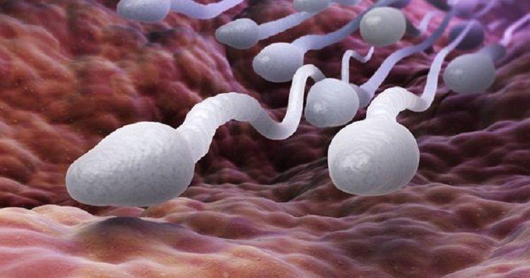 En todo el mundo la calidad del esperma cae en picada