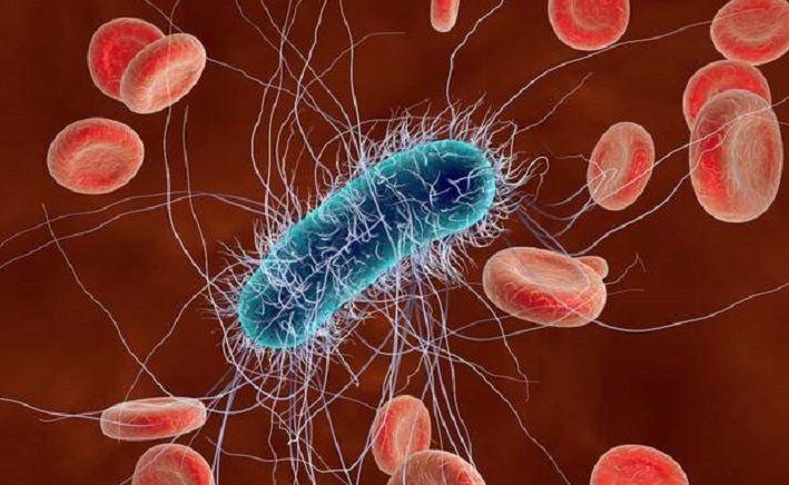 Las infecciones bacterianas son la segunda causa de muerte en el mundo