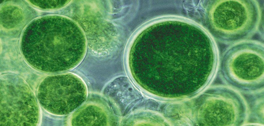 Salud advierte sobre la presencia de cianobacterias en aguas recreativas