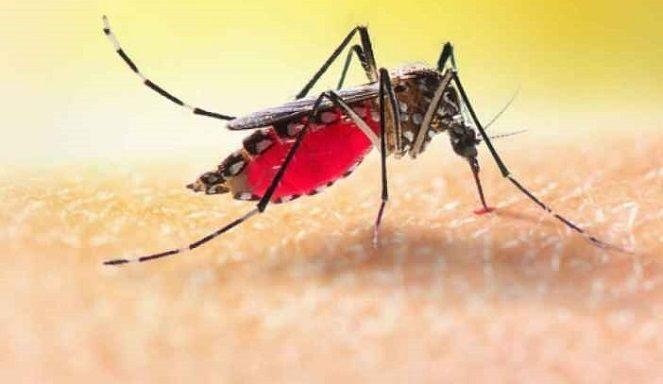 Reactivan plan para esterilizar mosquitos y prevenir enfermedades