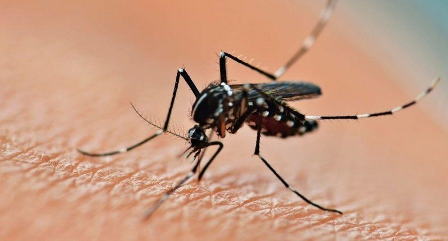 En Argentina se detectaron tres casos de dengue autóctono