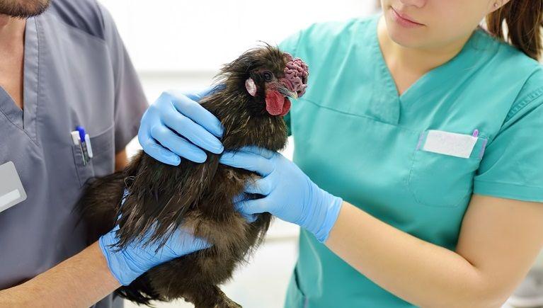 Gripe Aviar: cinco recomendaciones para viajar dentro y fuera del país