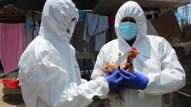 Gripe aviar: la Provincia emite recomendaciones ante la confirmación de los primeros casos