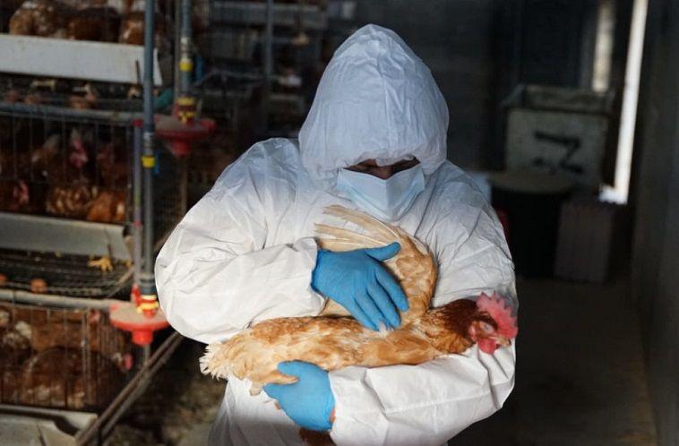 Influenza aviar: Estado de la situación epidemiológica en la Argentina