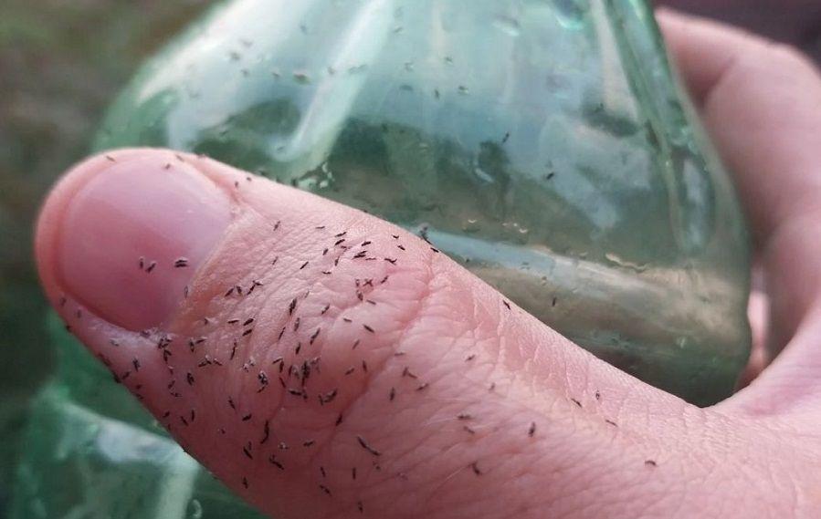 ¿Qué son los ´bichitos negros´ que aparecieron en CABA y el conurbano bonaerense?