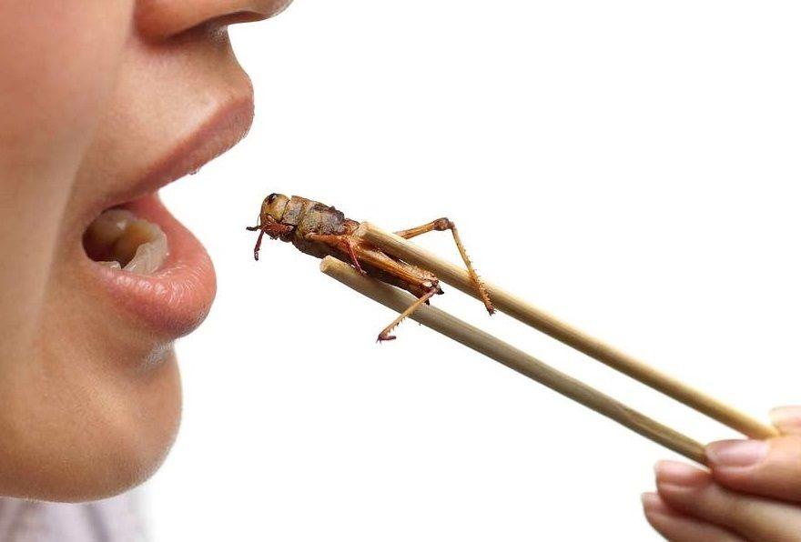 ¿Estarían dispuestos a comer insectos como alternativa sostenible?