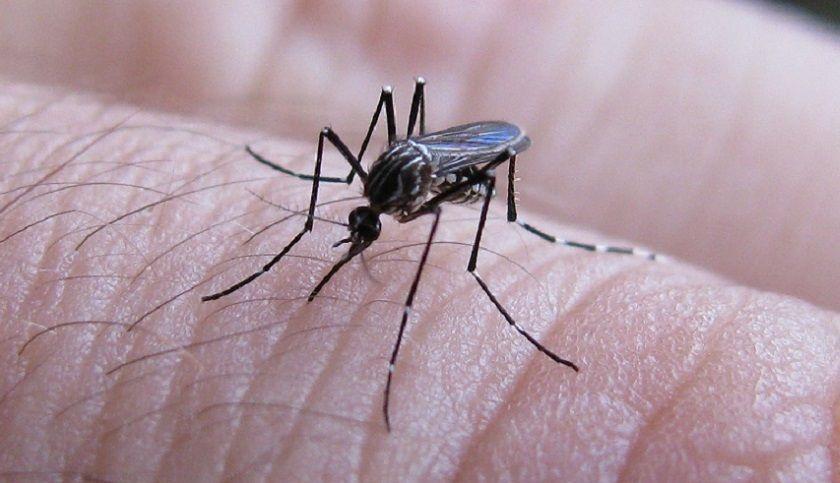 En los últimos días hubo un 95% más de casos de dengue