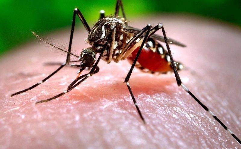 Alerta dengue: cómo son las peligrosas manchitas en la piel a las que hay que prestar atención