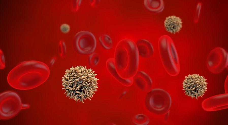 CONICET: Obtienen células con alta capacidad para activar respuesta inmune adaptativa