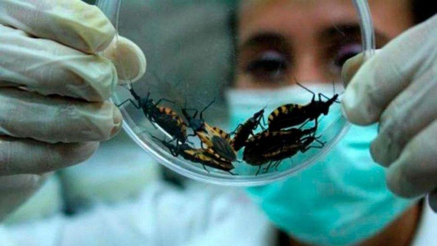 Enfermedad de Chagas: un desafío multidimensional