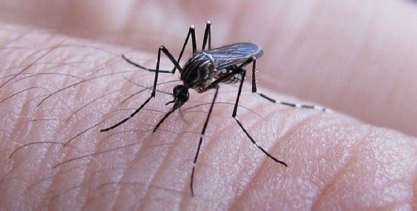 Actualización de la situación epidemiológica de dengue y chikungunya en Argentina