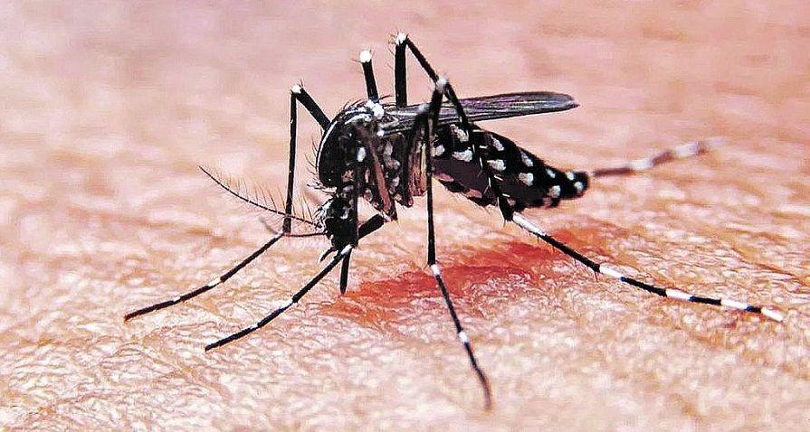 Dengue: advierten que se debe continuar con los cuidados pese a las bajas temperaturas