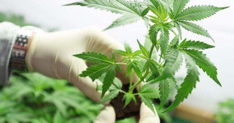 Amplían a 3 años la autorización que otorga el REPROCANN para el cultivo de la planta de cannabis