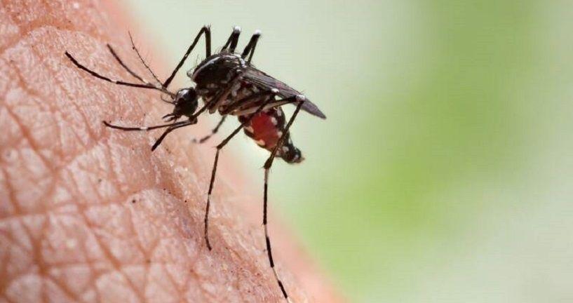 Salud actualizó la situación epidemiológica de dengue y chikungunya en Argentina