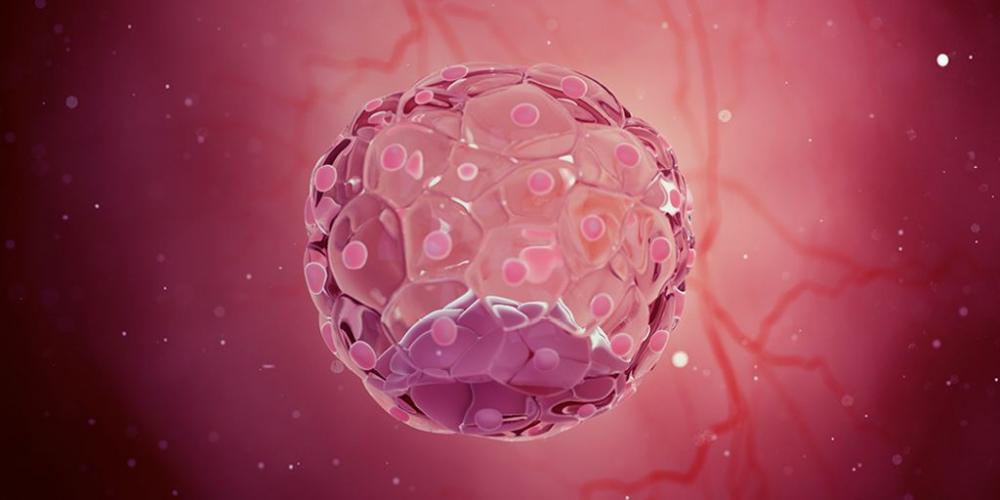 LA VIDA AVANZA EN EL VIENTRE DE LA MADRE