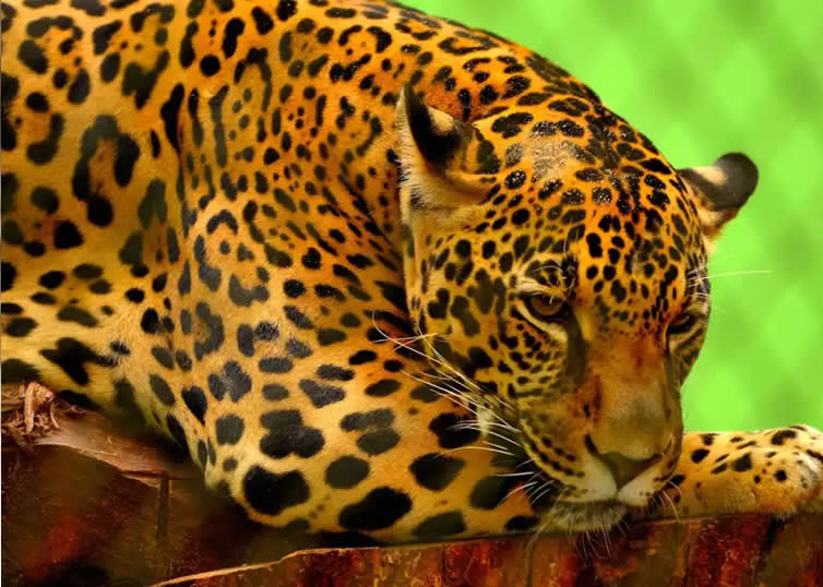 Los Jaguares: Majestuosos Felinos y Sus Curiosidades (Por Víctor Madera)