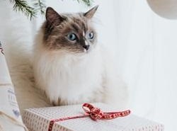 Regalos navideños para tu mascota: Ideas creativas y útiles (Por Víctor Madera)