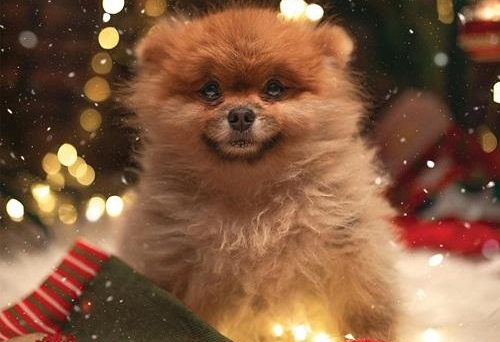 Consejos Navideños para Cuidar a tus Mascotas (por Victor Madera)