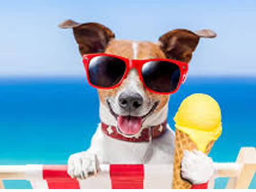 Hidratación en Verano: Cuida a tu Mascota del Calor (por Víctor Madera)