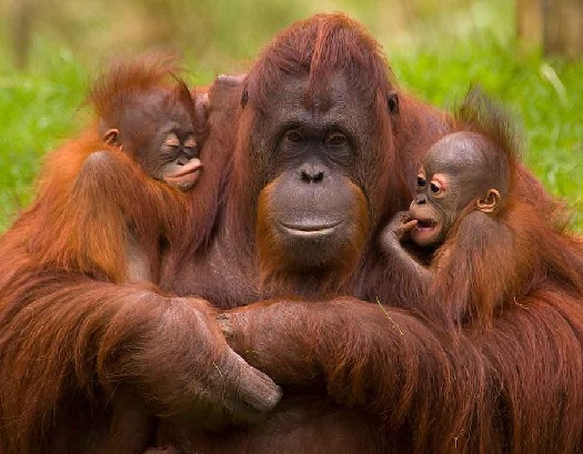 Los Orangutanes y su Día Mundial: Defensa de un Tesoro en Peligro (por Víctor Madera)