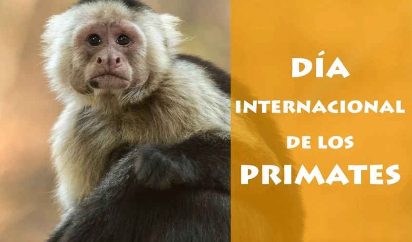 Día del Primate: Celebrando a Nuestros Parientes Cercanos (por Víctor Madera)