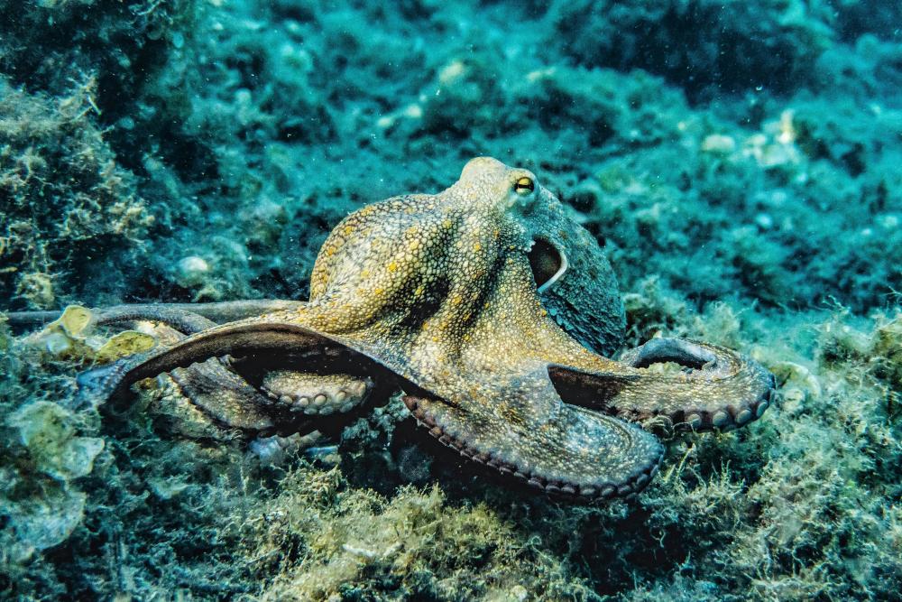 8 de octubre: Día Internacional del Pulpo, celebrando al genio de los océanos (por Víctor Madera)